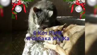 №6 Кот ПИФ и собака ЖуЖа * Финал конкурса "Моё любимое животное" №6 Кот ПИФ и собака ЖуЖа * Финал конкурса "Моё любимое животное"