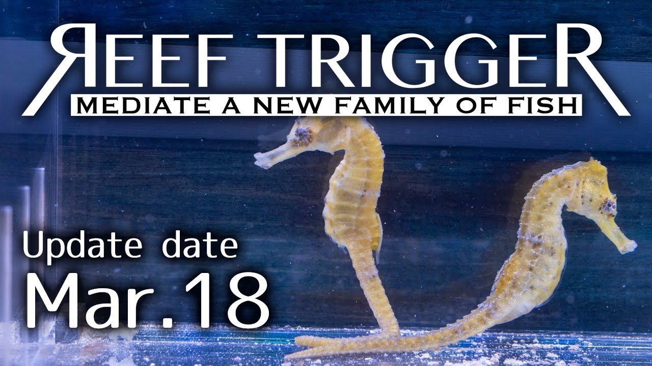 国内ブリード カリビアンシーホース イエロー メス Reef Trigger