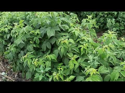 Промышленное выращивание малины, тонкости и нюансы.