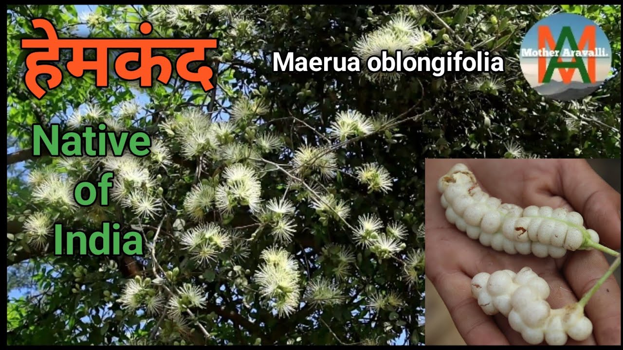 हेेमकंंद, Maerua oblongifolia ,भूचक्र कंद, राम कंद, Native plant of india