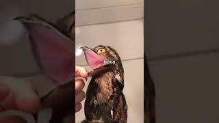 ¿Conocías los Urutaú? 🐦🪶 #shorts