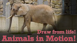 Draw from Life - Animals in Motion #14 - African Elephant by Animal Drawing References 33 views 1 month ago 25 minutes
