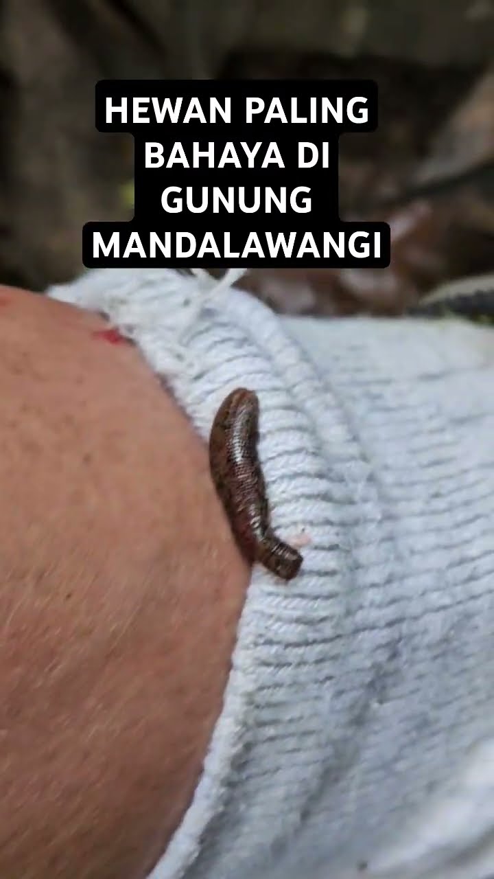 PACET HEWAN DI GUNUNG MANDALAWANGI GARUT