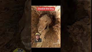Mans best Mummy: The mummified dog found in a tree!