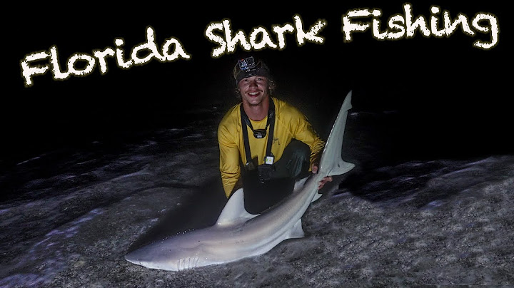 Florida Shark Fishing from the Beach (MY FIRST SHARK 2025)