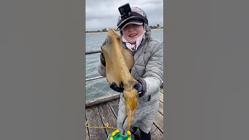 🇦🇺#shorts CON MỰC ỐNG “siêu to” ở Úc | Jetty Fishing squids #fishing #squidfishing #câumực #conmuc