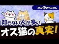 オス猫に見られる驚きの特徴と知られていない秘密とは?