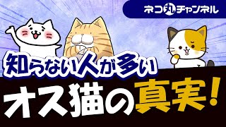 オス猫に見られる驚きの特徴と知られていない秘密とは