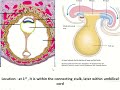Allantois Anatomy: Understanding Fetal Membrane Connections