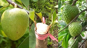 Ghép nhiều nhánh cây mảng cầu Thái vô gốc bình bát