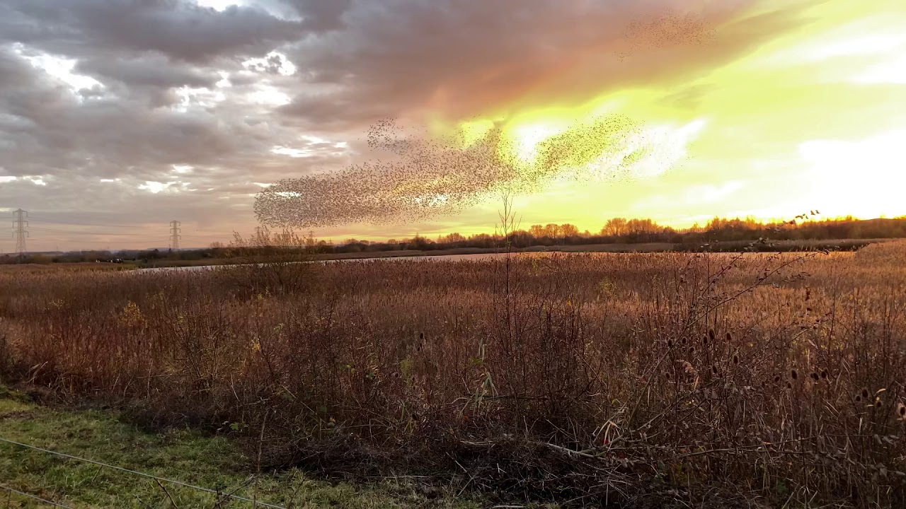 Murmuration against the Setting Sun