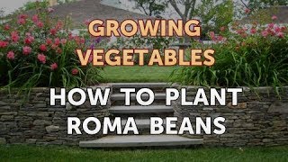 How to Plant Roma Beans