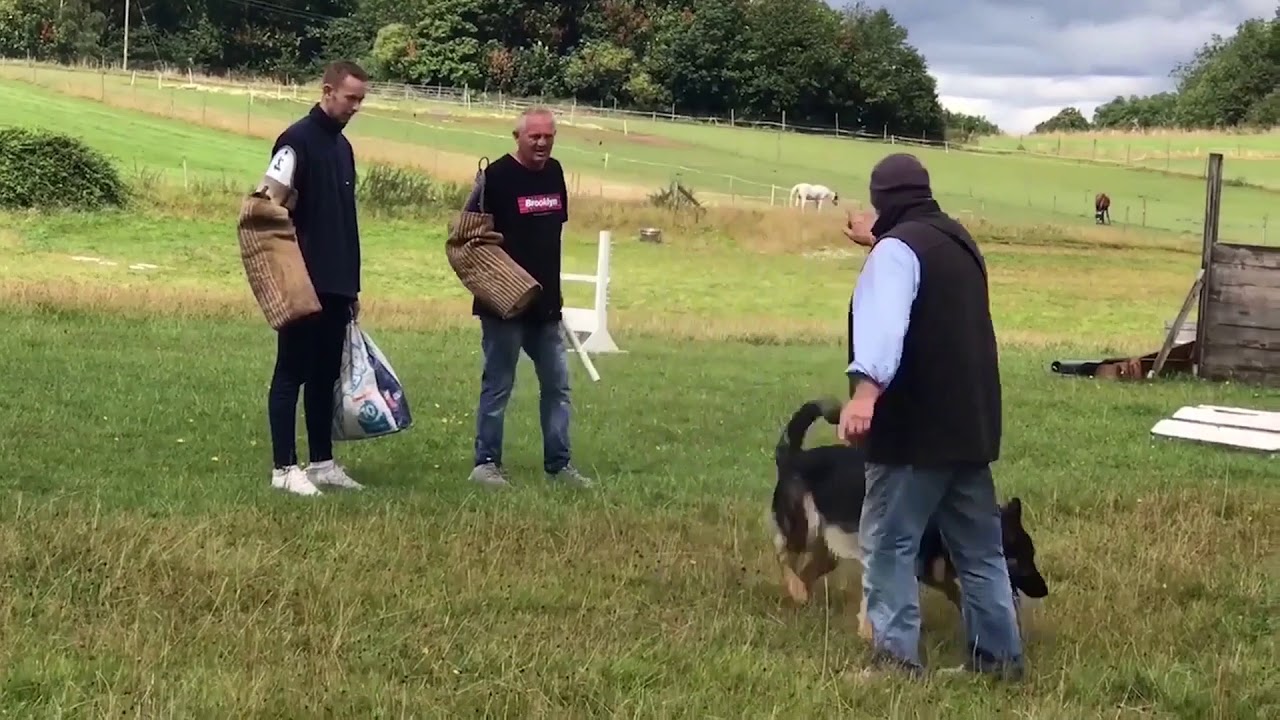 Freddy King Dog Training
