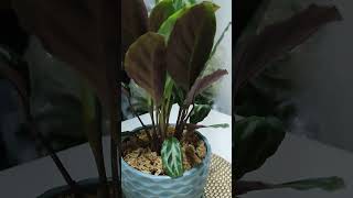 Sabias Que Las Calathea Duermen... Es Una Reacción Al No Percibir Luz Resimi