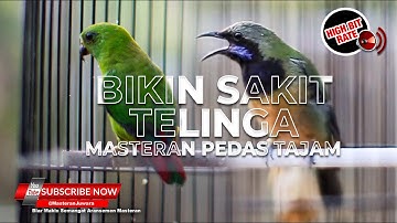 🔴 JANGAN SAMPAI MASUK MURAI❗️BAHAYA❗️Cucak Cungkok Gacor Tajam vs Srindit Betina Konslet Pedas