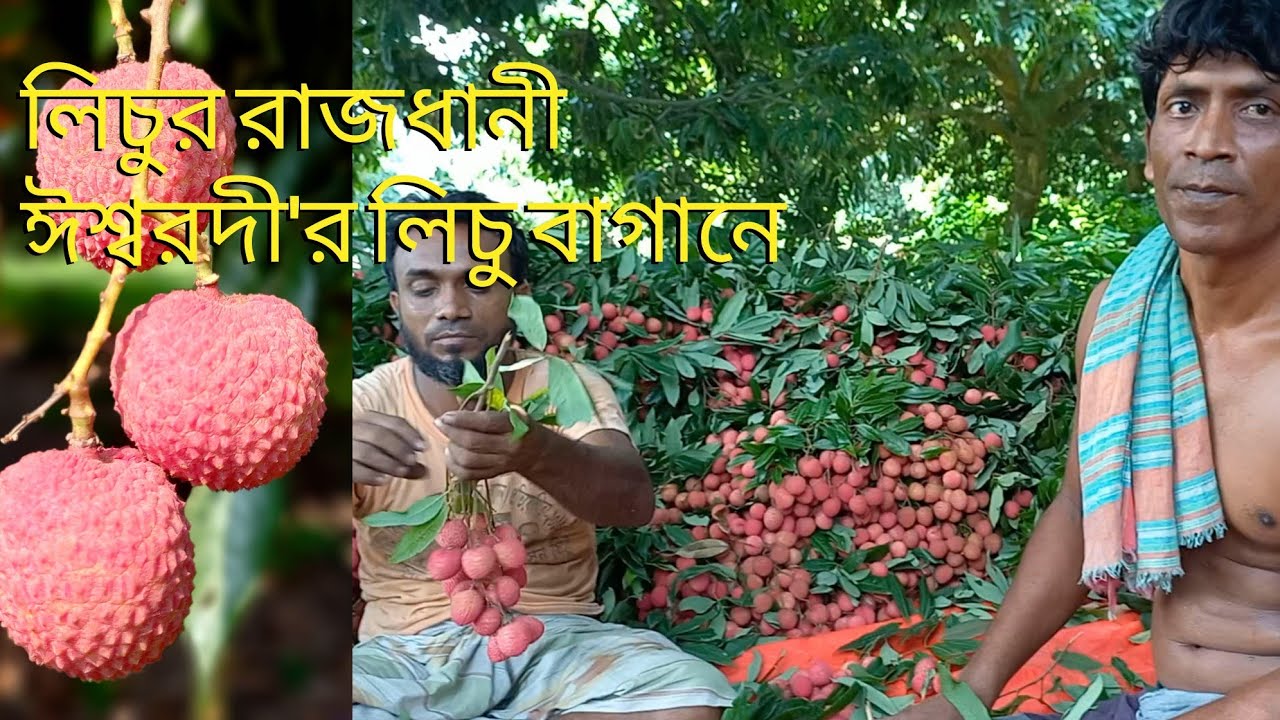  Litchi 