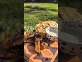 Ultimate FIREPIT Lamb chops! #punjabi #lamb #naan #Shorts #recipe