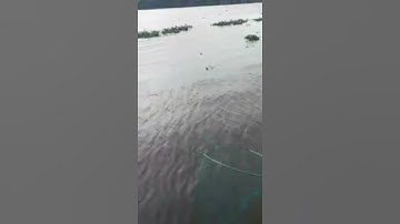 #câu cá tra sông vàm cỏ Tây#shorts