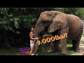 Feeding my 9000lb elephant sister