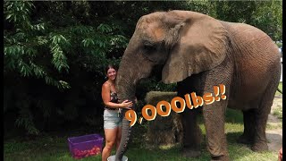FEEDING MY 9,000LB ELEPHANT SISTER!