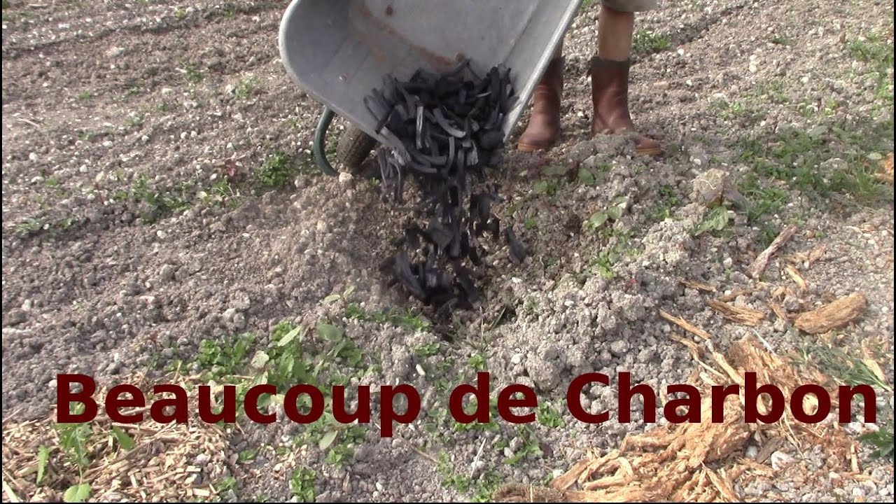 Faire pousser des plantes dans le charbon: Comparaison