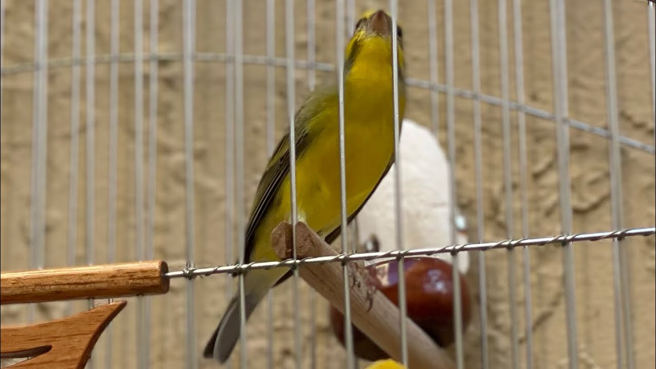 Green singer mule singing - Canario de Mozambique - My green finch - Serinus Mozambicus - Training