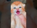 cat meowing