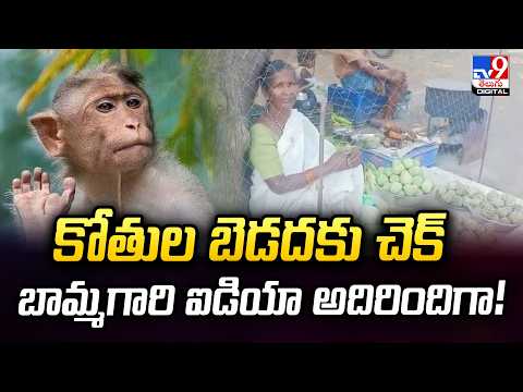 కోతుల బెడదకు చెక్....బామ్మగారి ఐడియా అదిరిందిగా - TV9