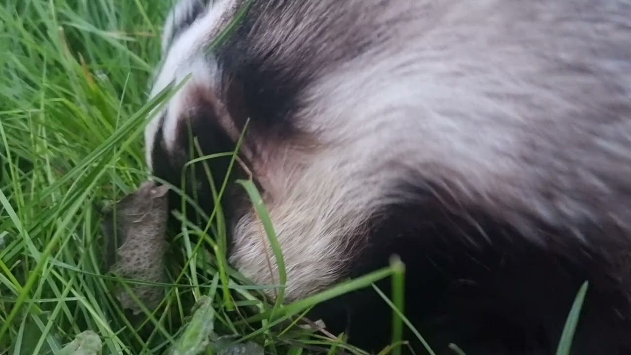 Badger eat slimy worms..