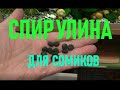 Спирулина для анциструсов из аптеки