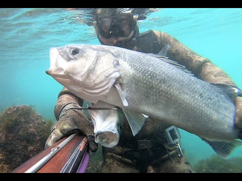 Video: Otkrivene Sub-cijene Za Gradove XL