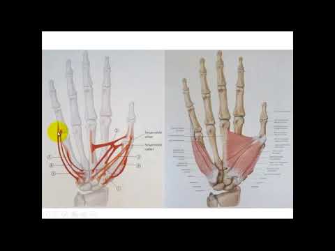 Vídeo: Como Construir Músculos Na Mão