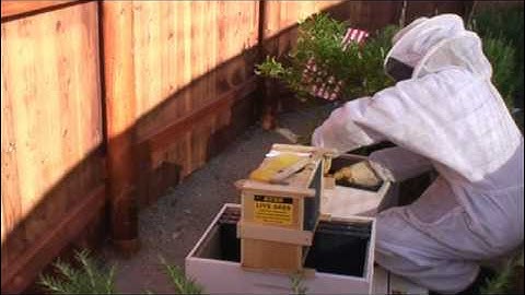 PureSpiritBeeYard How not to install a package of bees