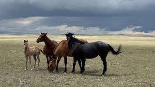 Wyoming Wind and Horses outside Laramie Wyoming