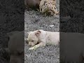 Puppies at Play #americanbully #viral #shortvideo #fyp