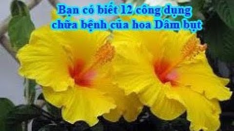 Bạn có biết 12 công dụng của hoa Dâm bụt không?