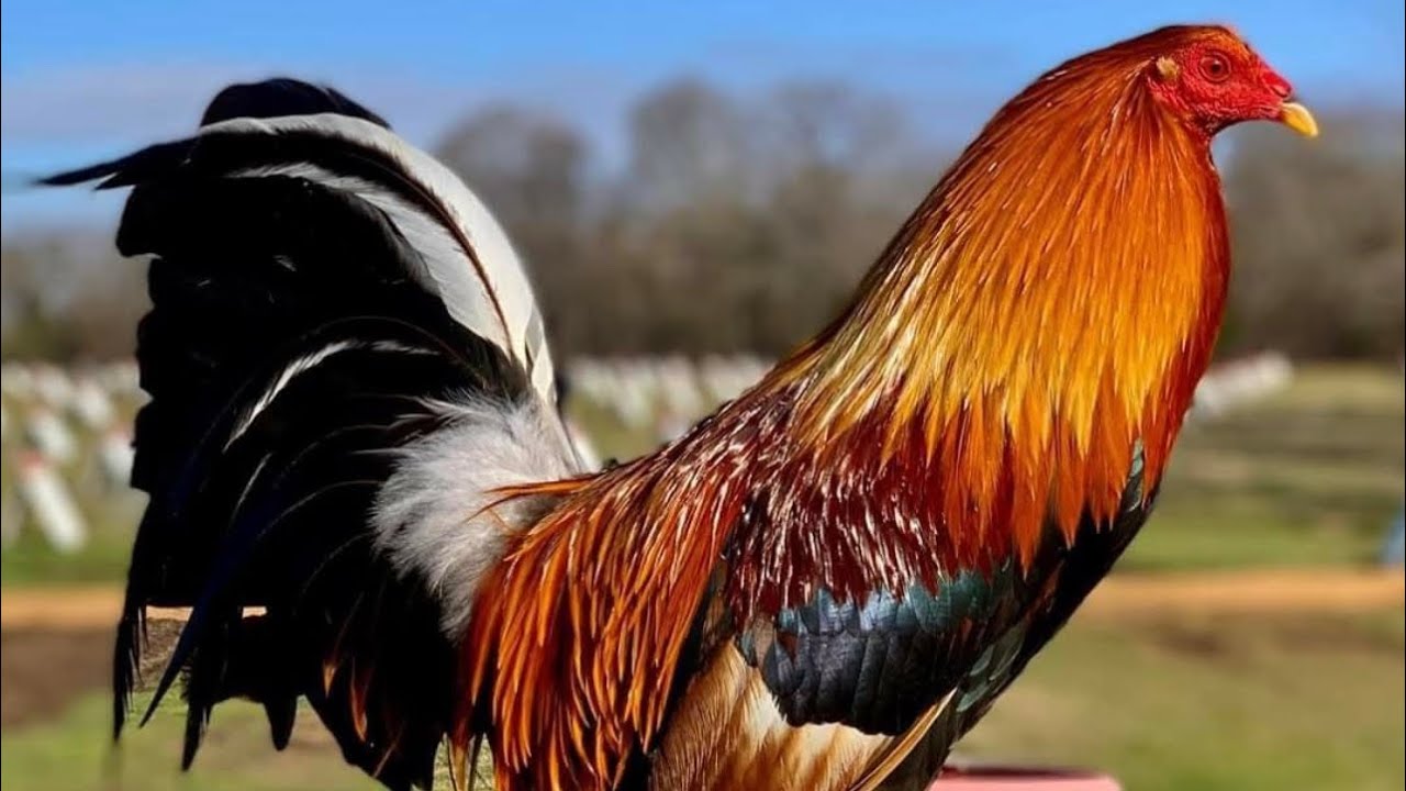CLASE DE GALLOS QUE TENEMOS EN LA GALLERA YouTube