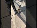 #midnight #viralshort #cat #catlovers #catvideos #streetcat #kitten #calicocat #explore #tabbycat