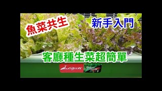 lagoon vish 3.0 家庭魚菜共生系統  種在客廳的新鮮生菜 Aquaponics  /阿美美