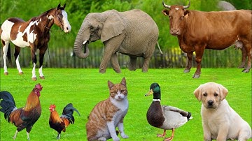 Beautiful Animal Moments - Dog, Cat, Chicken, Elephant, Cow, Rabbit, Sheep - Animal Sounds