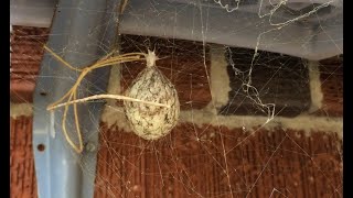 What's inside a spider egg sack?
