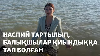 Каспий тартылып, балықшылар қиындыққа тап болған