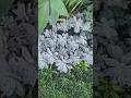 amazing real plants