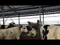 Маты для коров 8 лет спустя - &quot;ЗООМАТ&quot; ЭВА