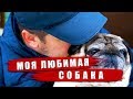 Собака лучший друг человека. Мопс Мишка - моя любимая собака.