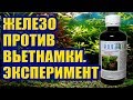 Железо против Вьетнамки. Начало Эксперимента. Черная Борода, Водоросли в Аквариуме