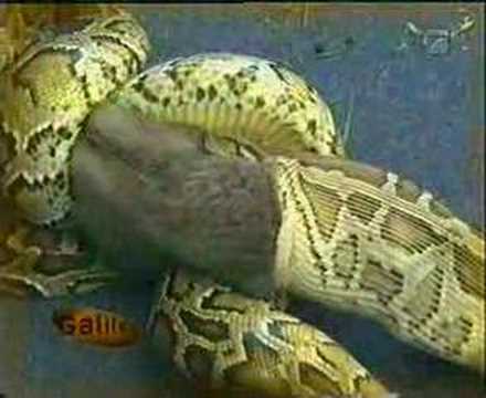 Python vs. Rabbit - YouTube