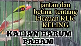 perbedaan kicauan burung ekek Keling jantan dan betina