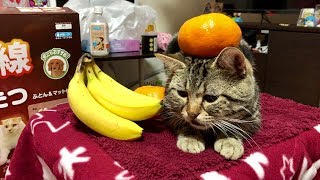 お出かけできないのが寂しくてこたつでリラックスしまくりな猫ｗ
