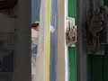 Spreading plaster evenly on a wall using a trowel #popular #construction #work #wall